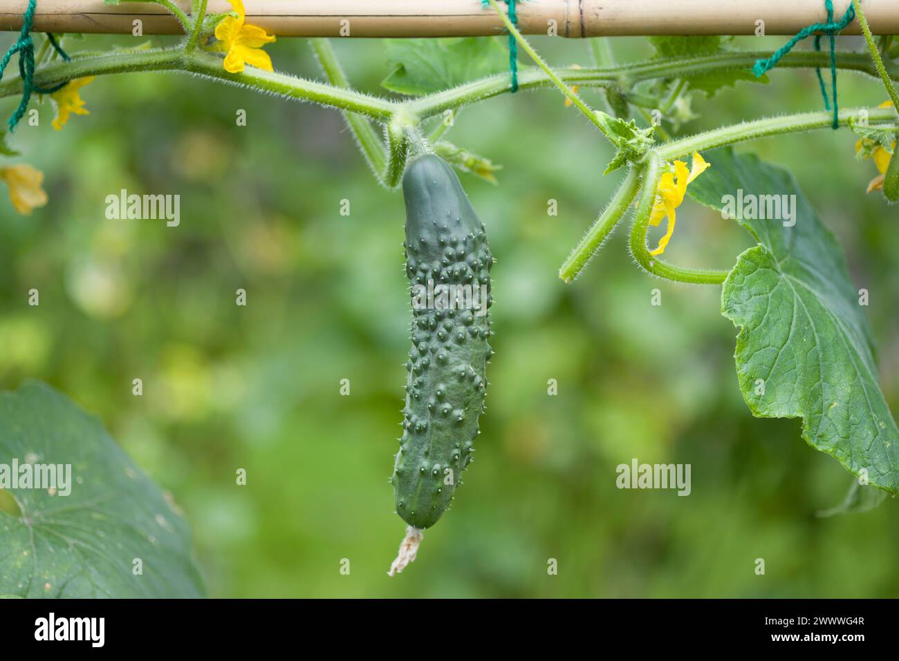 Primo piano di cetrioli (Bedfordshire Prize ridged Cucumbers) che crescono su una pianta in un giardino inglese in estate, Regno Unito Foto Stock