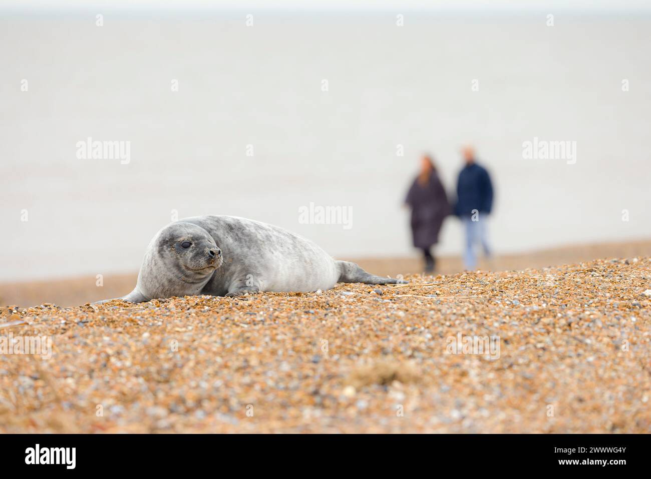 Due persone camminano davanti a un cucciolo di foca grigia mentre osservano le foche sulla costa del Norfolk in inverno, nel Regno Unito Foto Stock