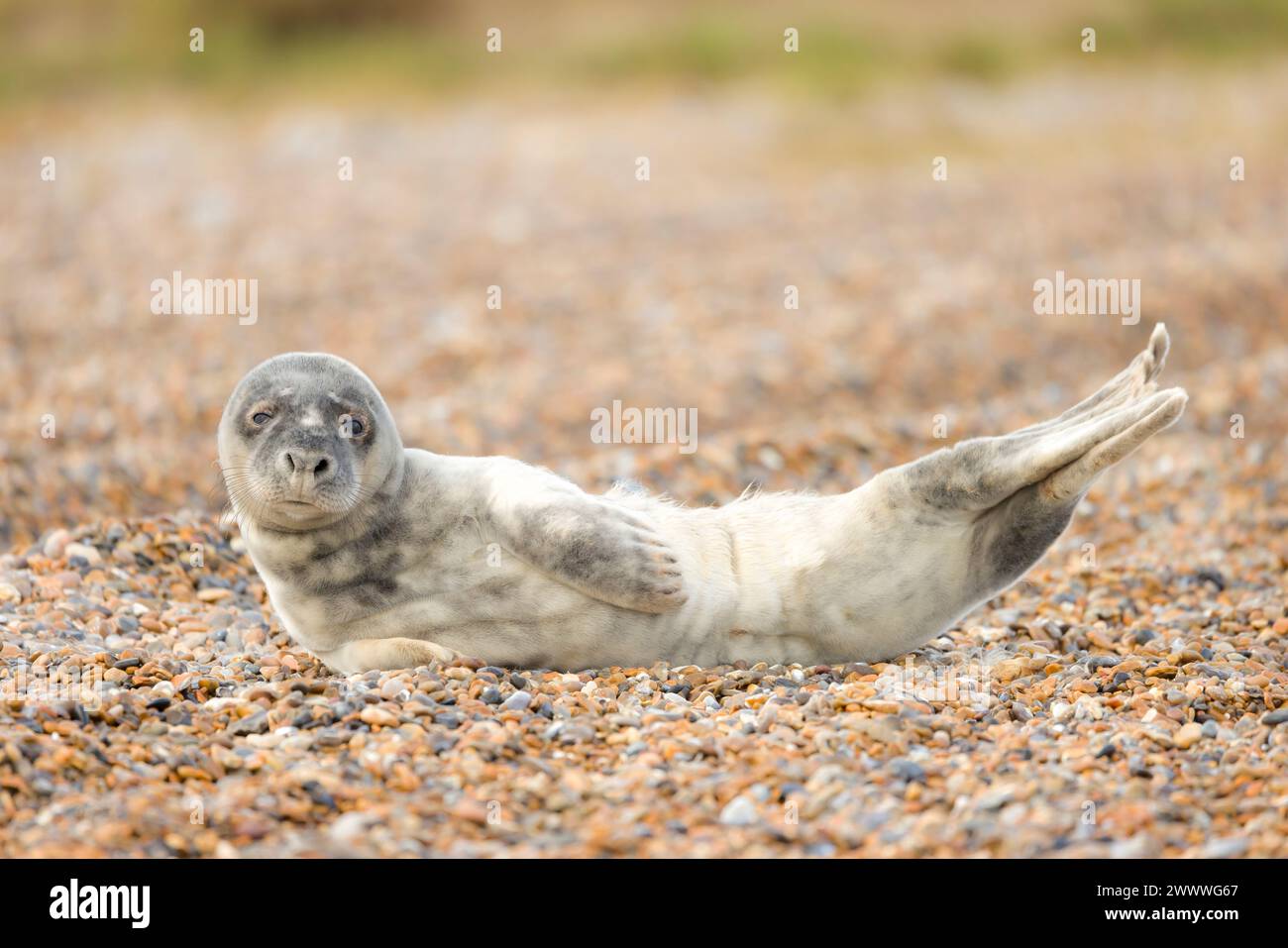 Cucciolo di foca grigia (Halichoerus grypus) disteso su un lato, da solo su una spiaggia in inverno, sulla costa di Norfolk, Regno Unito Foto Stock