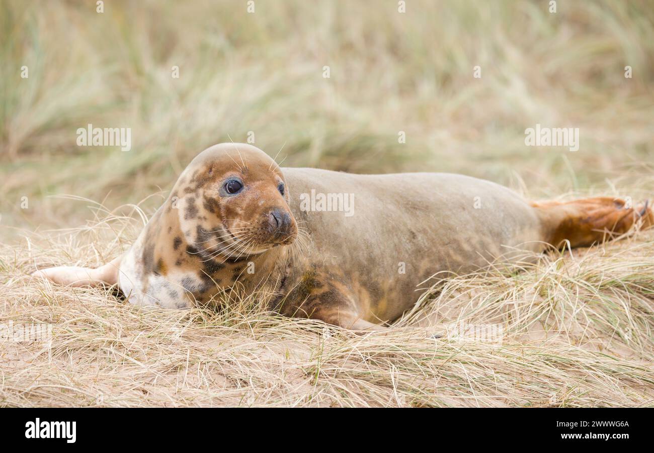 Giovane femmina di foca grigia da sola sulle dune di sabbia su una spiaggia in inverno. Horsey Gap, Norfolk, Regno Unito Foto Stock