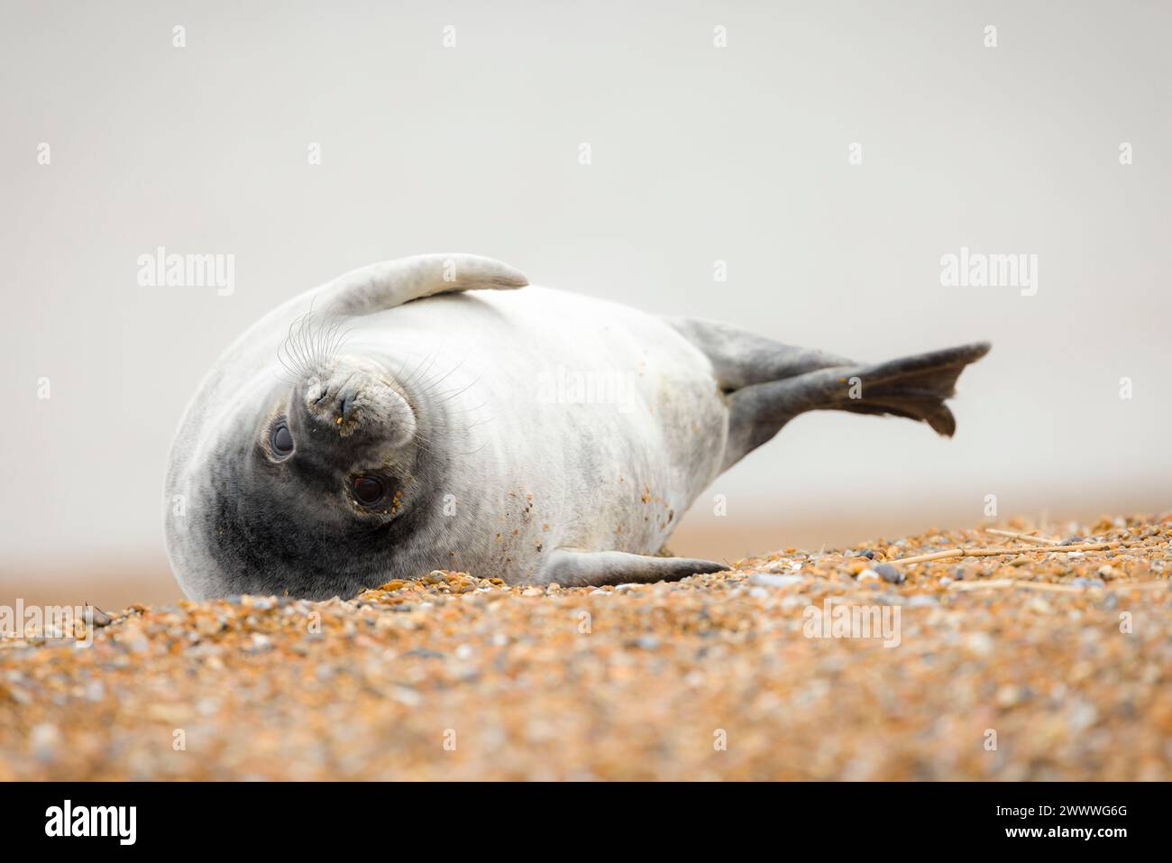 Cucciolo di foca grigia (Halichoerus grypus) da solo su una spiaggia in inverno, costa di Norfolk, Regno Unito Foto Stock