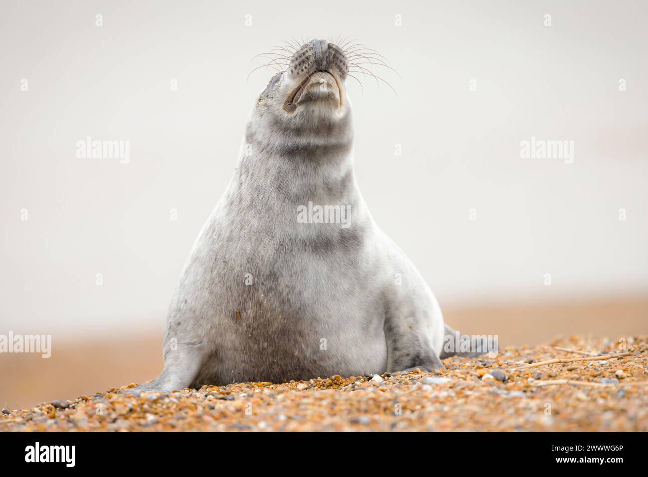 Cucciolo di foca grigia (Halichoerus grypus) che puzza l'aria, da solo su una spiaggia in inverno, sulla costa di Norfolk, Regno Unito Foto Stock