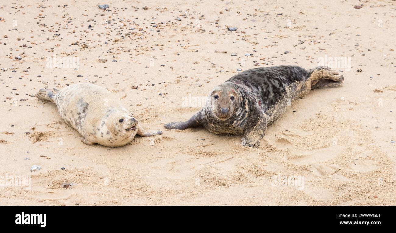 Foche grigie maschili e femminili (Halichoerus grypus) sulla spiaggia in inverno a Horsey Gap, Norfolk, Regno Unito Foto Stock