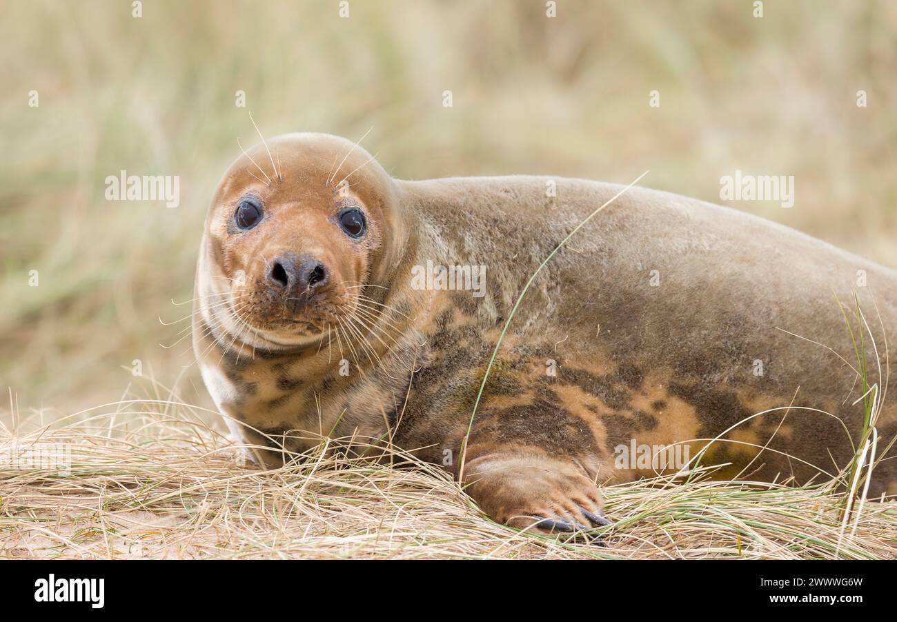 Giovane femmina di foca grigia da sola sulle dune di sabbia su una spiaggia in inverno. Horsey Gap, Norfolk, Regno Unito Foto Stock
