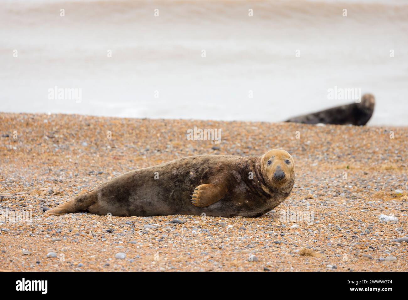 Due foche grigie maschili (Halichoerus grypus) riposano sulla spiaggia in inverno con il Mare del Nord sullo sfondo. Costa di Norfolk, Regno Unito Foto Stock