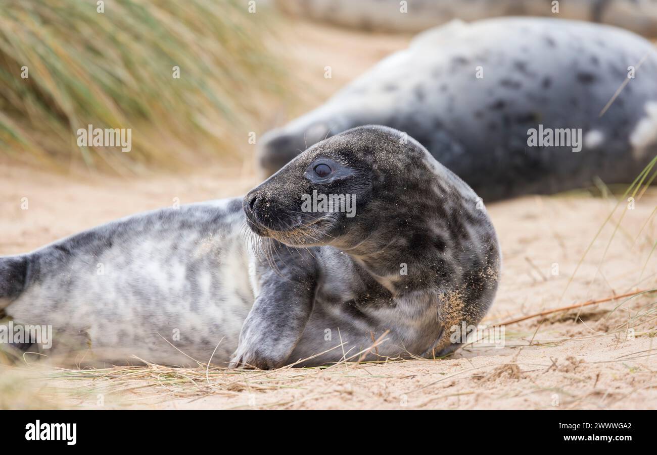 Cuccioli di foca grigia (Halichoerus grypus) in dune di sabbia sulla spiaggia in inverno. Horsey Gap, Norfolk, Regno Unito Foto Stock