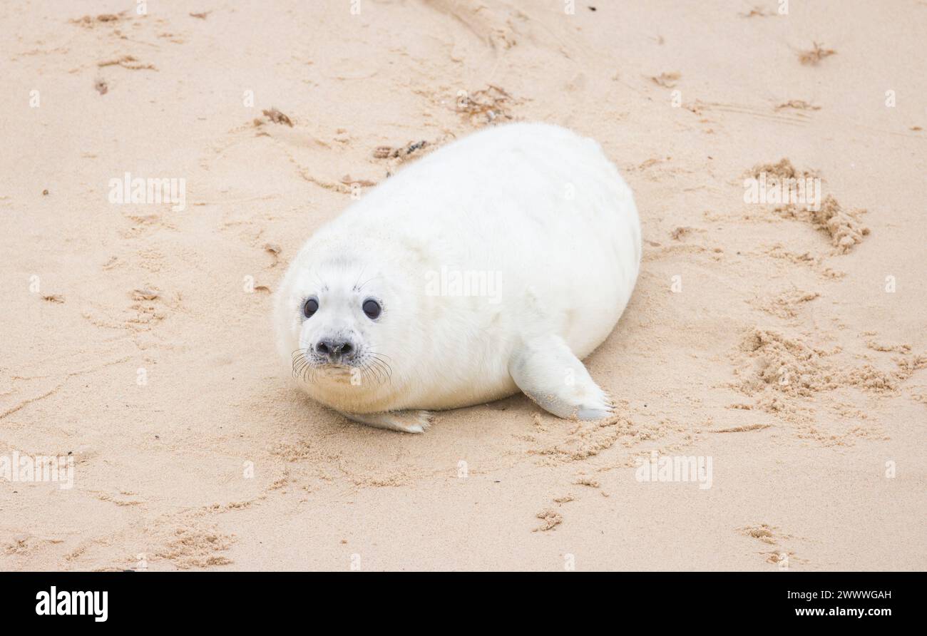 Simpatico cucciolo di foca bianca grigia (Halichoerus grypus) da solo sulla spiaggia in inverno. Horsey Gap, Norfolk, Regno Unito Foto Stock