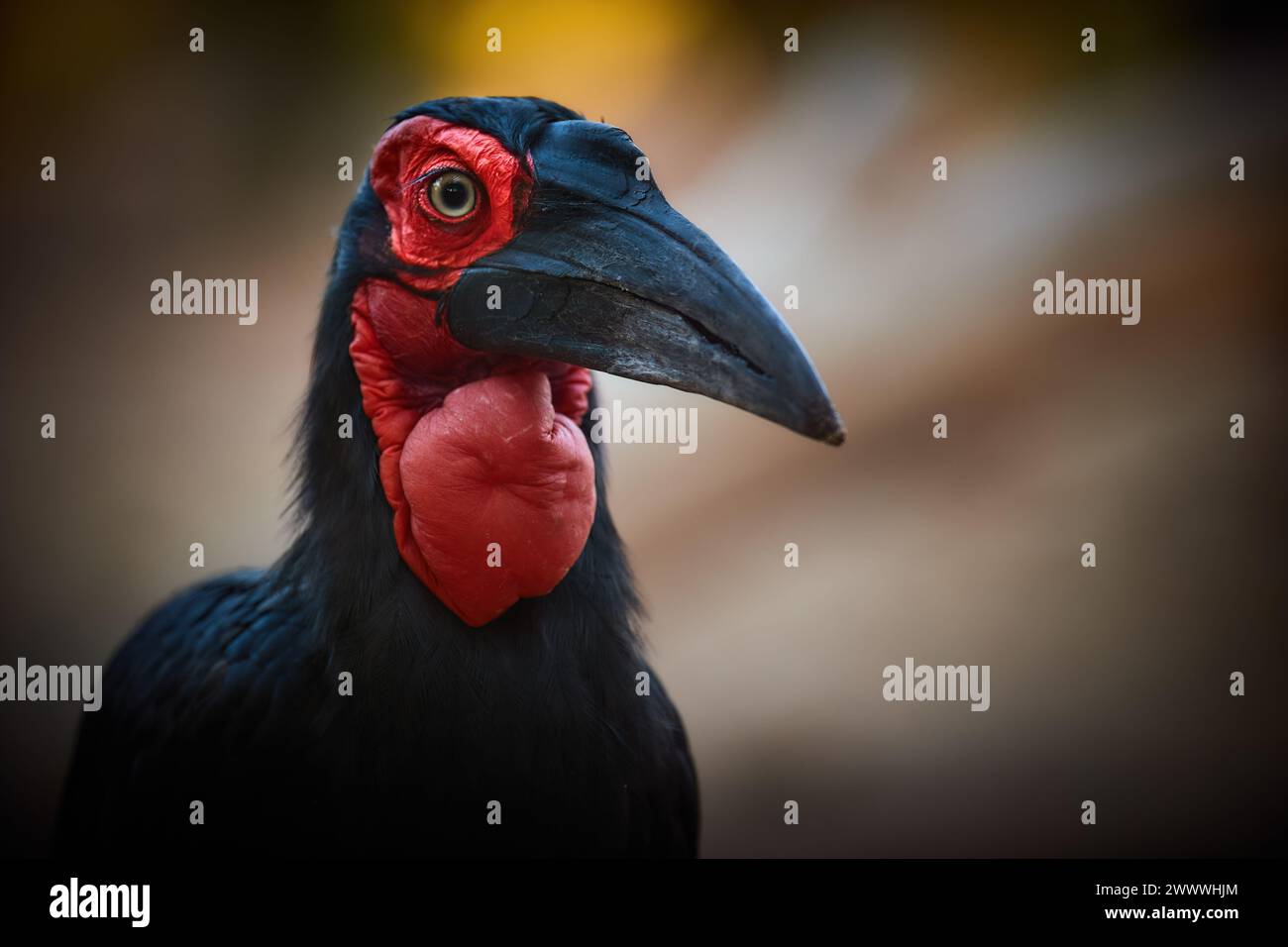 Primo piano Ritratto di un terreno meridionale Hornbill, Bucorvus leadbeateri. Uccello africano con macchie rosse vivaci sul viso e sulla gola. Colore rosso e nero Foto Stock