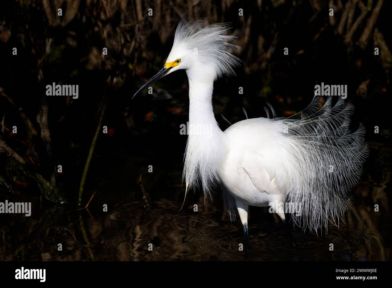 Egretta innevata (Egretta thula) con piumaggio riproduttivo esposto nella palude di mangrovie, rifugio faunistico dell'isola di Merrit, Florida, Foto Stock
