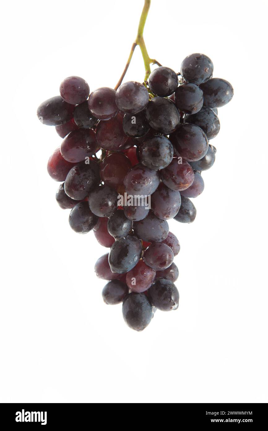 Grande mazzo di uva blu scuro maturo isolato su fondo bianco. Uva da vino viola con ombra morbida isolata sul bianco. Foto Stock
