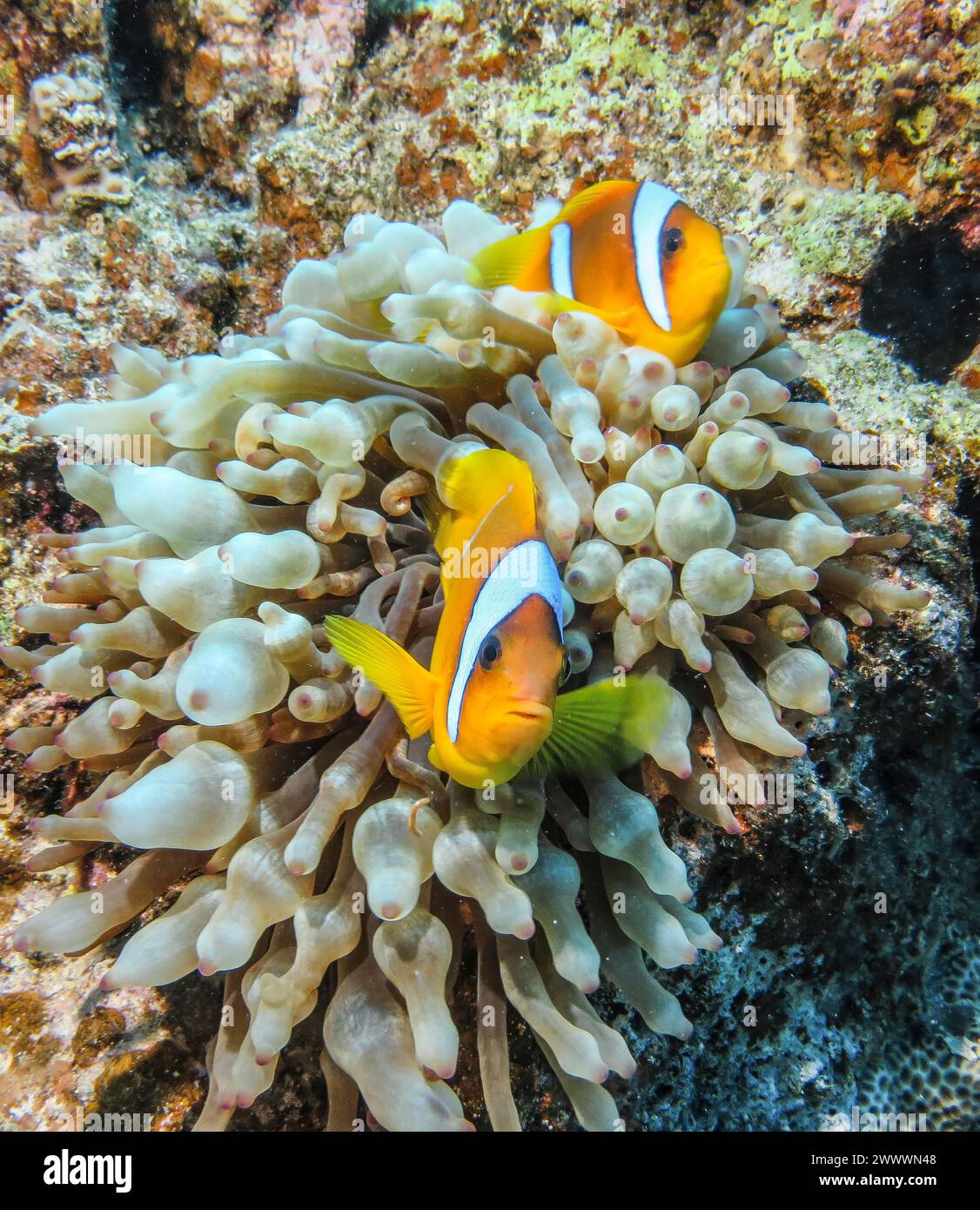 Blasenanemone (Entacmaea quadricolor), Rotmeer-Anemonenfisch (Amphiprion bicinctus), Tauchplatz Siyul Kebir Reef, Rotes Meer, Ägypten Foto Stock