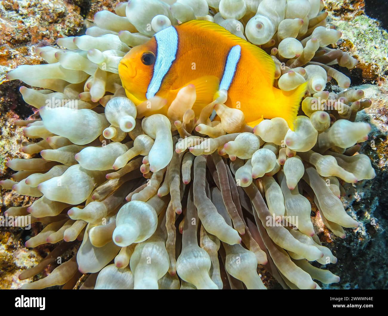 Blasenanemone (Entacmaea quadricolor), Rotmeer-Anemonenfisch (Amphiprion bicinctus), Tauchplatz Siyul Kebir Reef, Rotes Meer, Ägypten Foto Stock