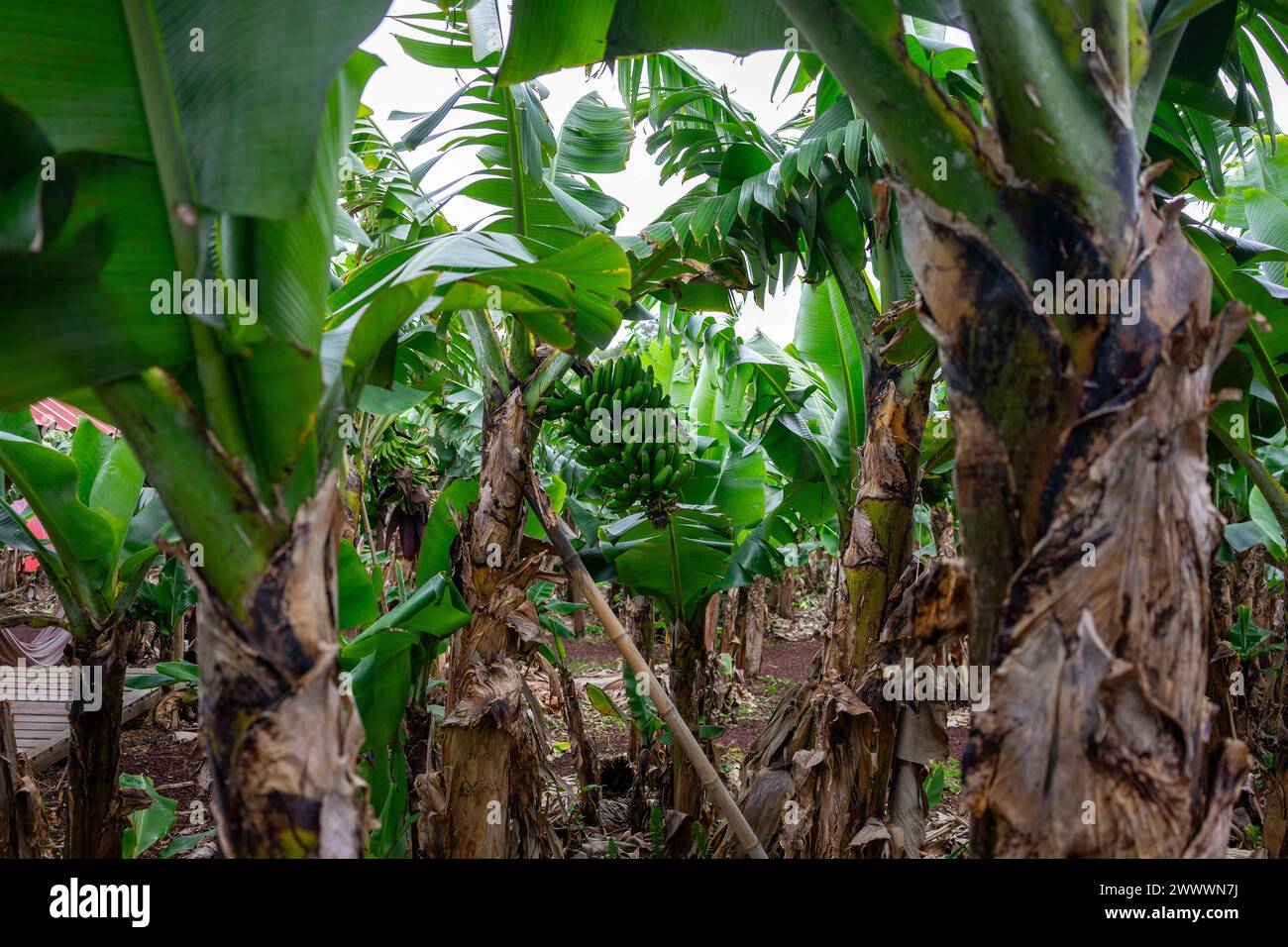 Gruppo di banane verdi appese su un albero di banane nell'isola di Terceira, nelle Azzorre. Vivace scena tropicale. Foto Stock