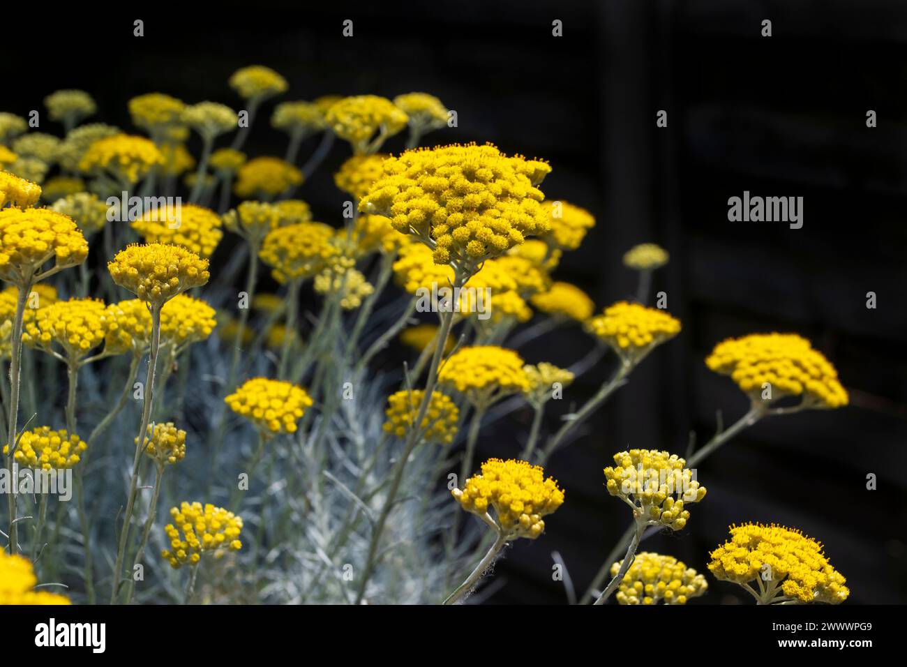I fiori gialli di Helichrysum italicumin in primo piano su uno sfondo scuro a contrasto. Conosciuto anche come Curry Plant o Italian Straw Flower. Foto Stock