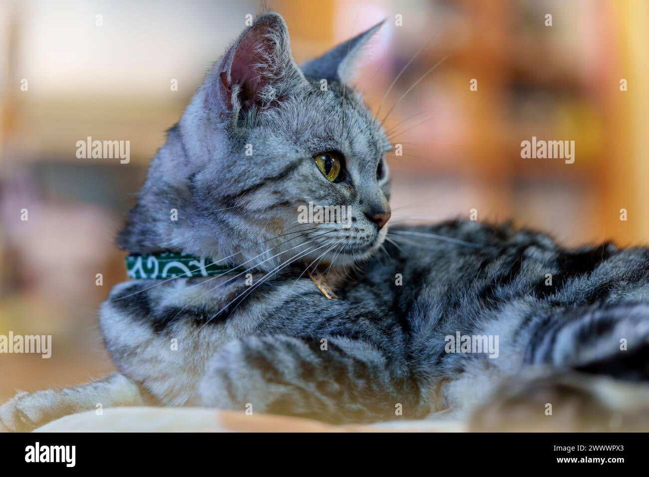 Ritratto di un gatto che sembra curioso Foto Stock