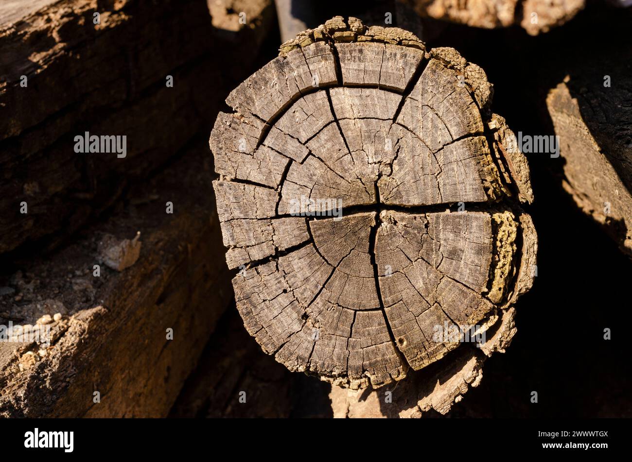 consistenza, sezione trasversale del tronco dell'albero in cui è possibile vedere gli anelli di crescita e crepe dovute all'essiccazione Foto Stock