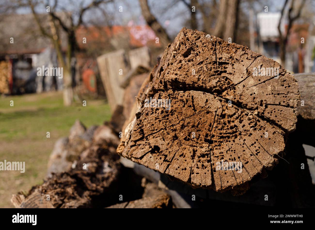 consistenza, sezione trasversale del tronco dell'albero in cui è possibile vedere gli anelli di crescita e crepe dovute all'essiccazione Foto Stock