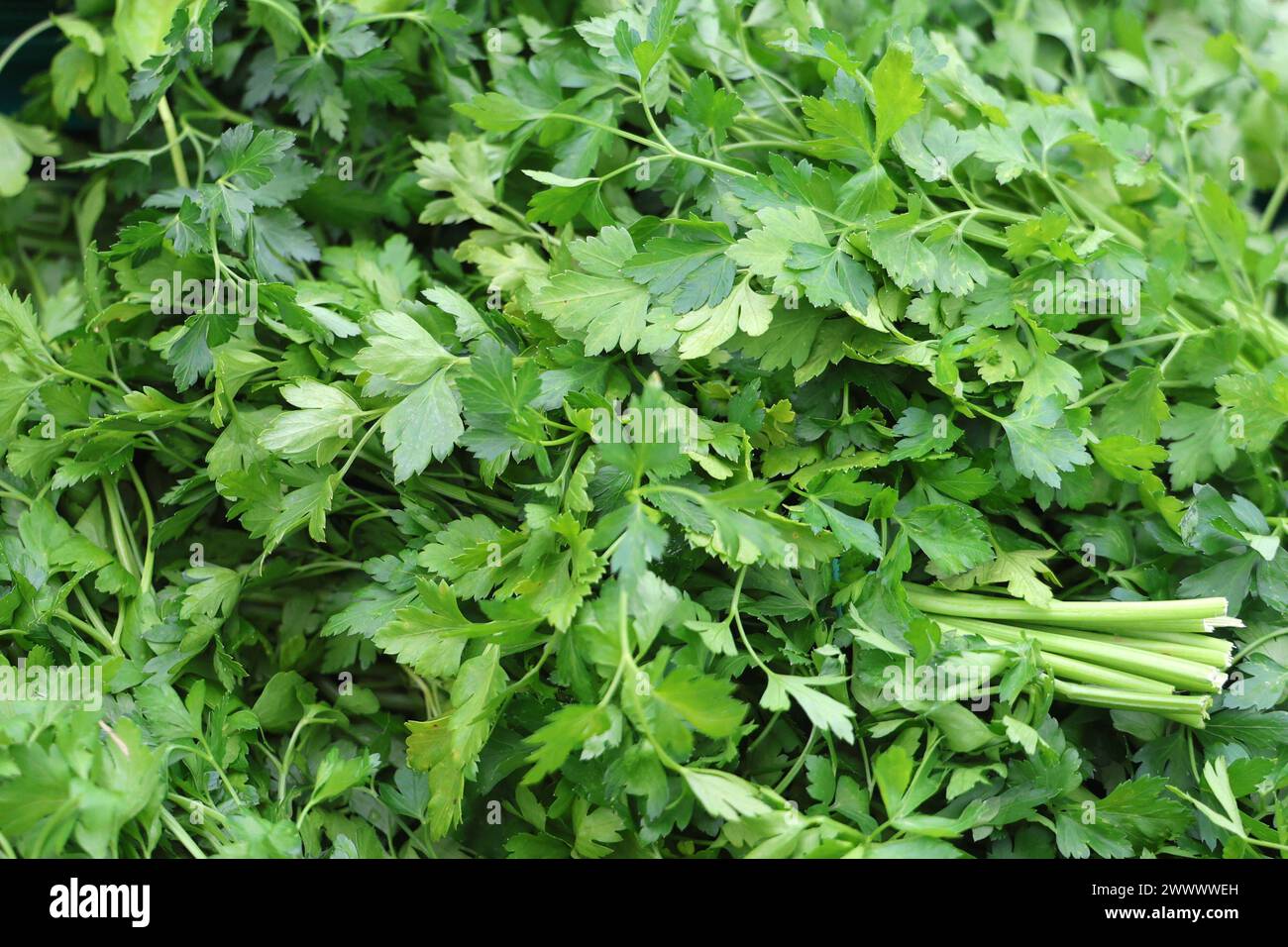 Markttag 25.03.2024, Erfurt, Petersilie Petroselinum crispum *** giorno di mercato 25 03 2024, Erfurt, prezzemolo Petroselinum crispum Foto Stock