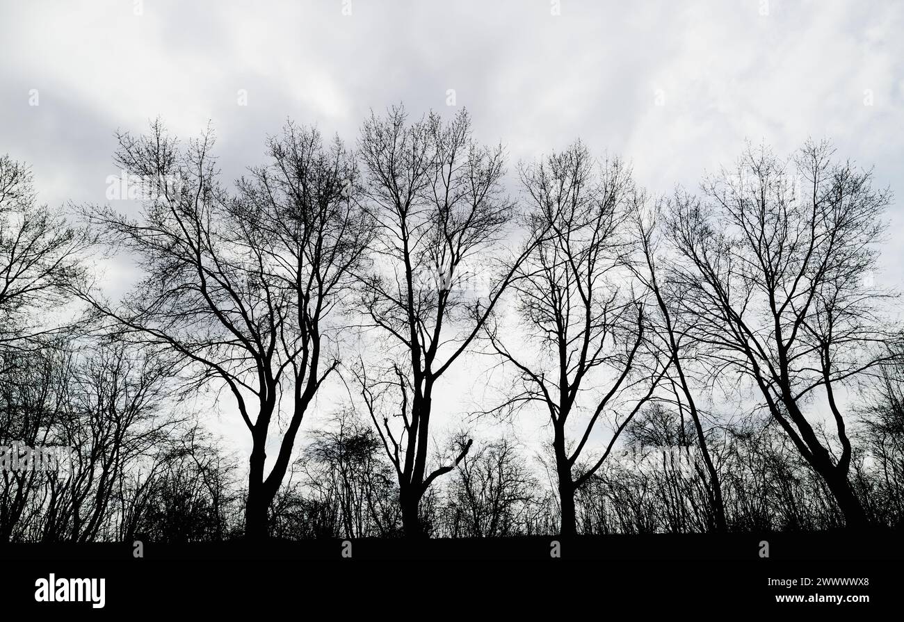 Fila di alberi davanti a Un cielo nuvoloso Foto Stock