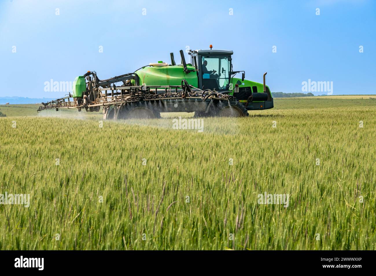 Trattamento fungicida spruzzato su un campo di grano con un polverizzatore semovente Tecnoma, presenza di erba coda di volpe e di ryegrass. Tocqueville-en-Caux (n Foto Stock