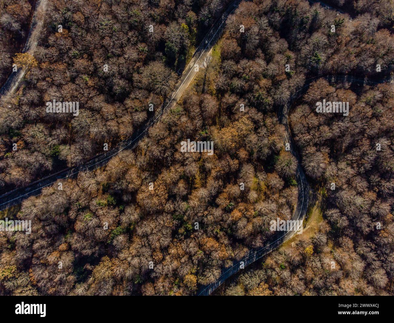 Eine Passstrasse schlängelt sich durch den Laubwald. Blick von oben aus der Vogelperspektive auf einen herbstlichen Wald in den Bergen des Parco dei Nebrodi im Norden Siziliens. Italien Blick auf eine kleine Passstrasse durch einen Wald **** Una strada di passaggio si snoda attraverso la foresta decidua veduta d'uccello di una foresta autunnale tra le montagne del Parco dei Nebrodi nel nord della Sicilia Italia Vista di una piccola strada di passaggio attraverso una foresta Foto Stock