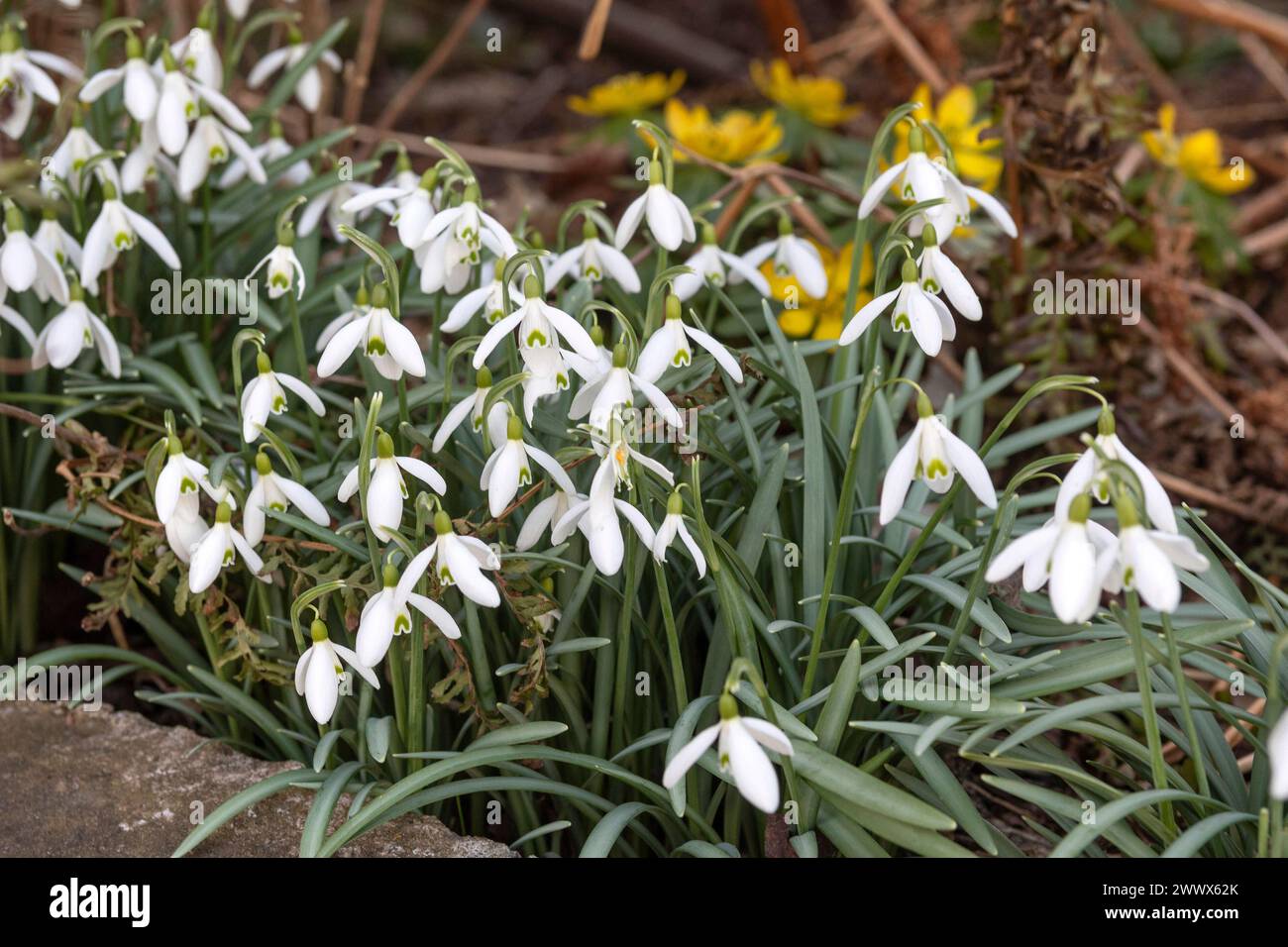 Snowdrop, Galanthus Foto Stock