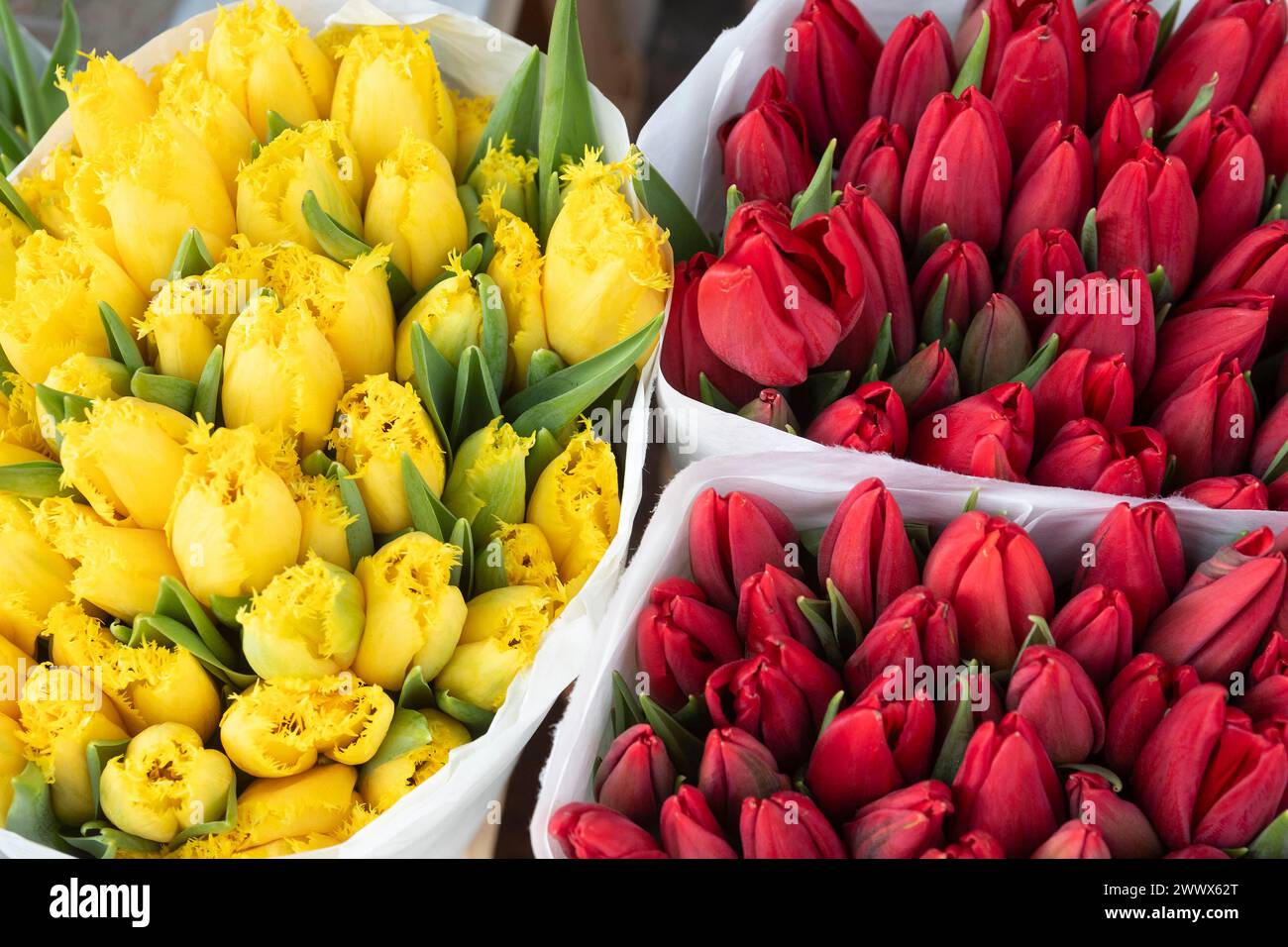 Tulipani, fiori tagliati Foto Stock