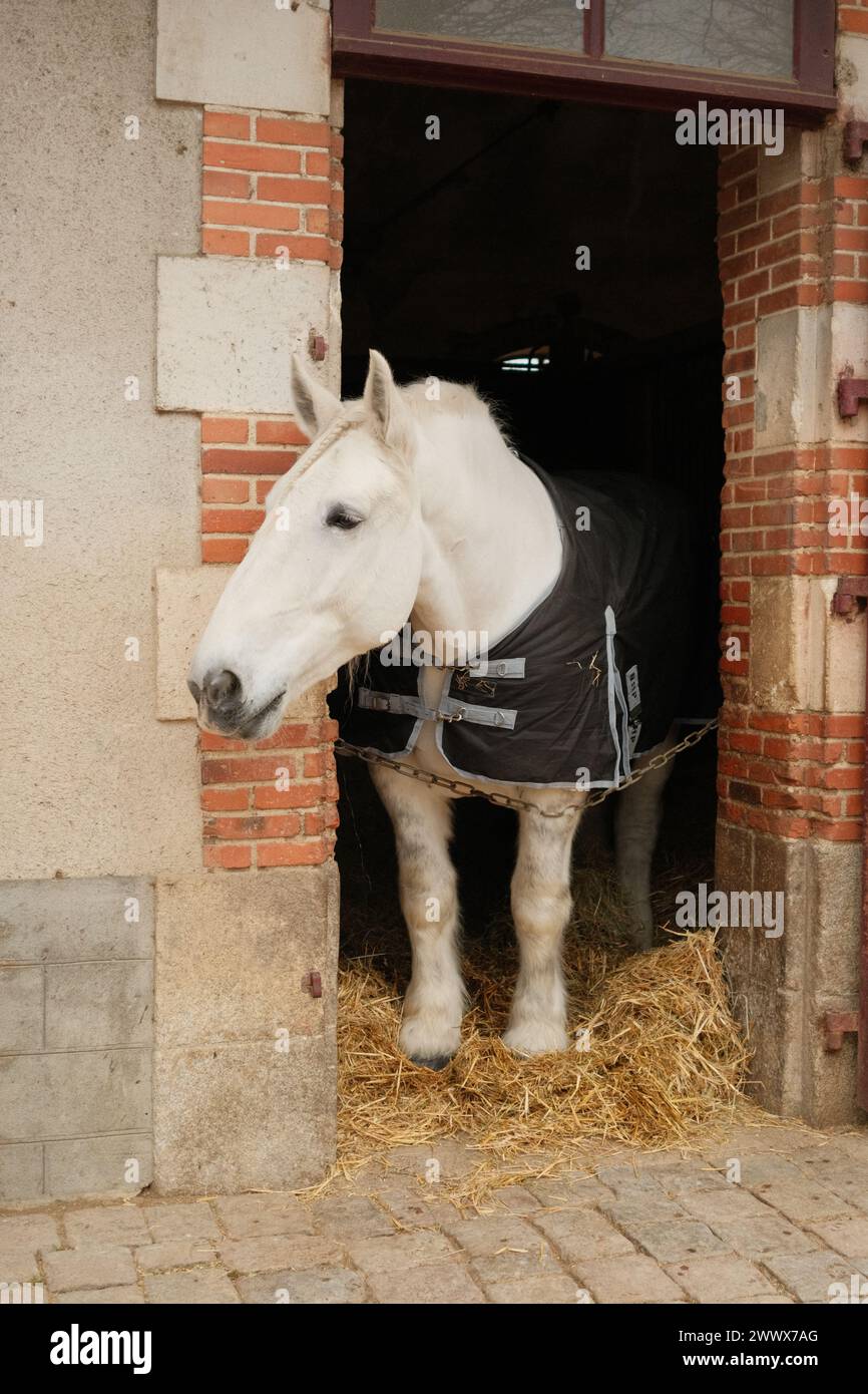 Un cavallo bianco in una stalla dietro una catena Foto Stock