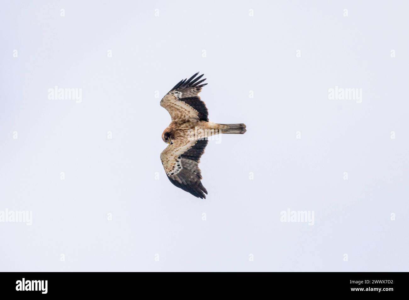 Ein seltener Zwergadler Hieraaetus pennatus, Syn.: Aquila pennata fliegt am Himmel im Norden Siziliens, Palermo, Italien. Ein Zwergadler am Himmel *** Una rara aquila con il bootaggio Hieraetus pennatus, Syn Aquila pennata vola nel cielo nel nord della Sicilia, Palermo, Italia Un'aquila con il bootato nel cielo Foto Stock