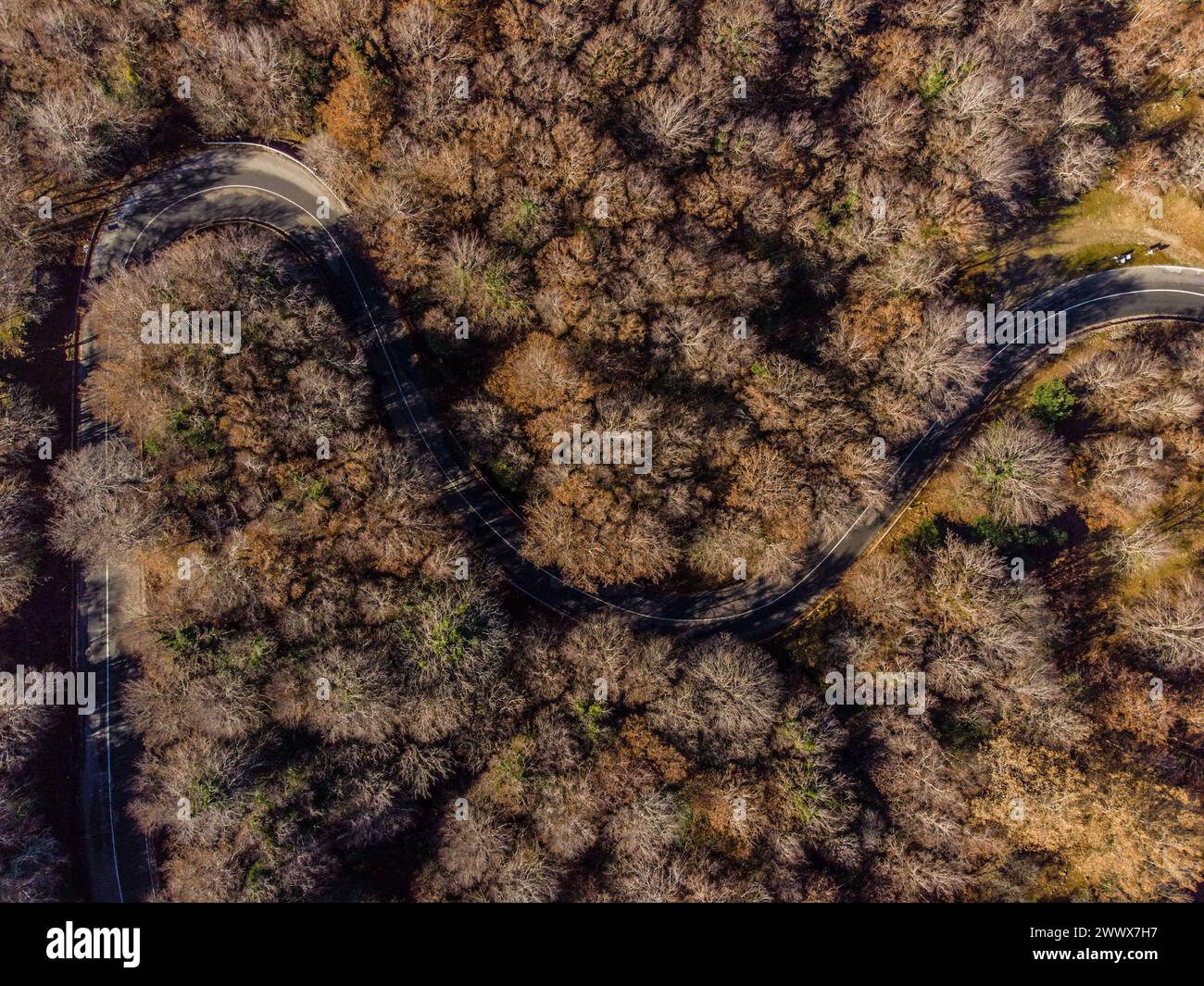 Eine Passstrasse schlängelt sich durch den Laubwald. Blick von oben aus der Vogelperspektive auf einen herbstlichen Wald in den Bergen des Parco dei Nebrodi im Norden Siziliens. Italien Blick auf eine kleine Passstrasse durch einen Wald **** Una strada di passaggio si snoda attraverso la foresta decidua veduta d'uccello di una foresta autunnale tra le montagne del Parco dei Nebrodi nel nord della Sicilia Italia Vista di una piccola strada di passaggio attraverso una foresta Foto Stock