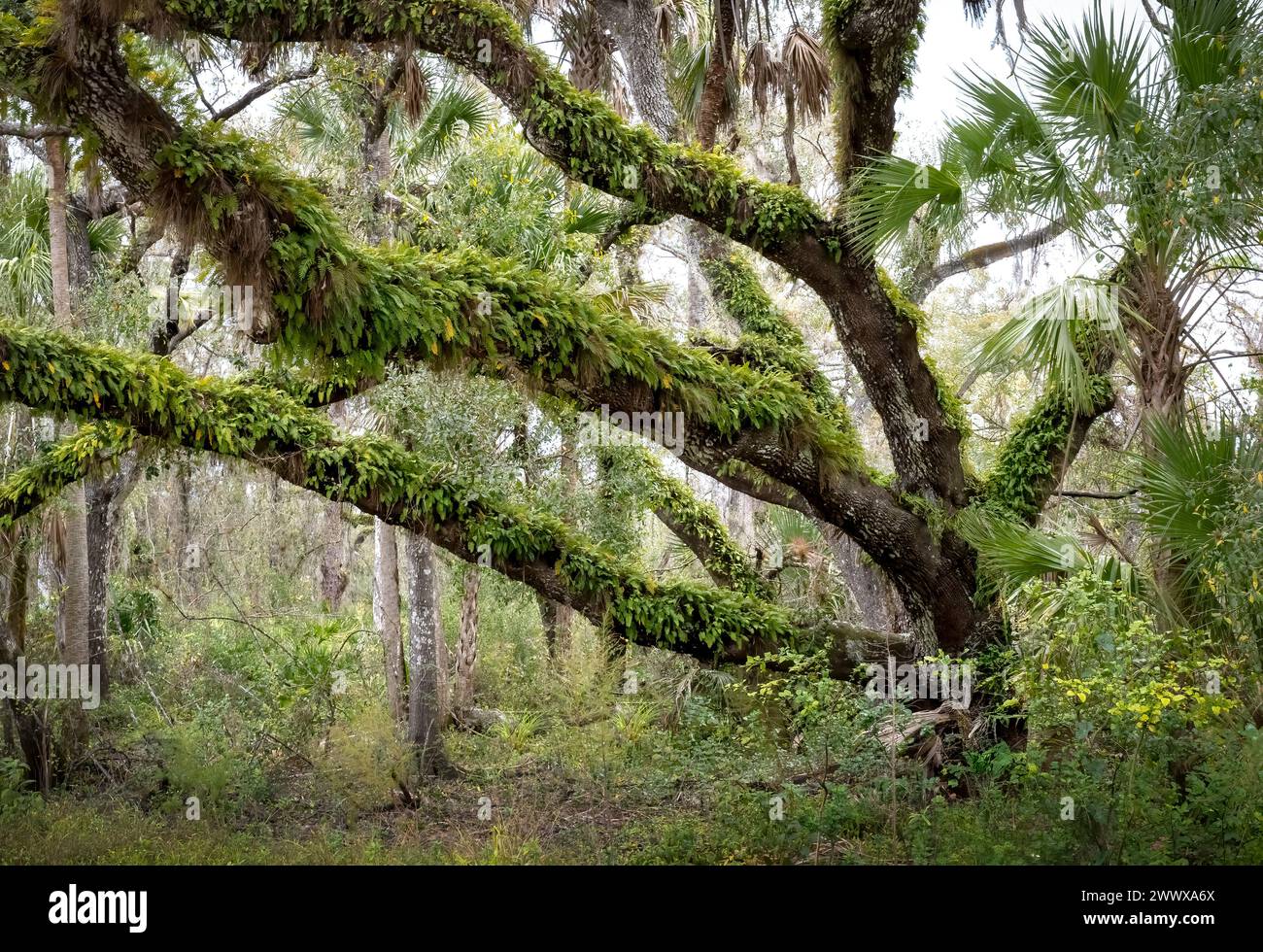 Quercia viva ricoperta di felci Resurrection nel Myakka River State Park a Sarasota, Florida, Stati Uniti Foto Stock