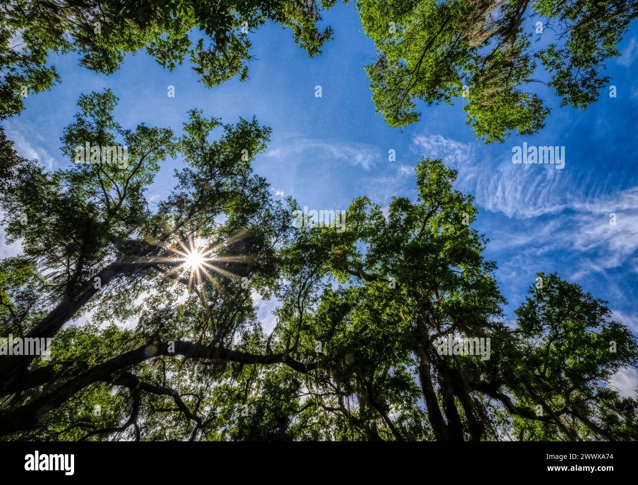 Soleggiato attraverso alberi primaverili verdi nel cielo blu Foto Stock