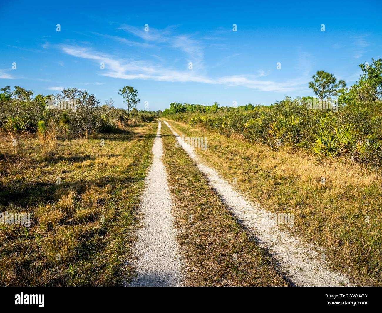 Strada primitiva nella riserva di Deer Prairie Creek a Venice, Florida, Stati Uniti Foto Stock