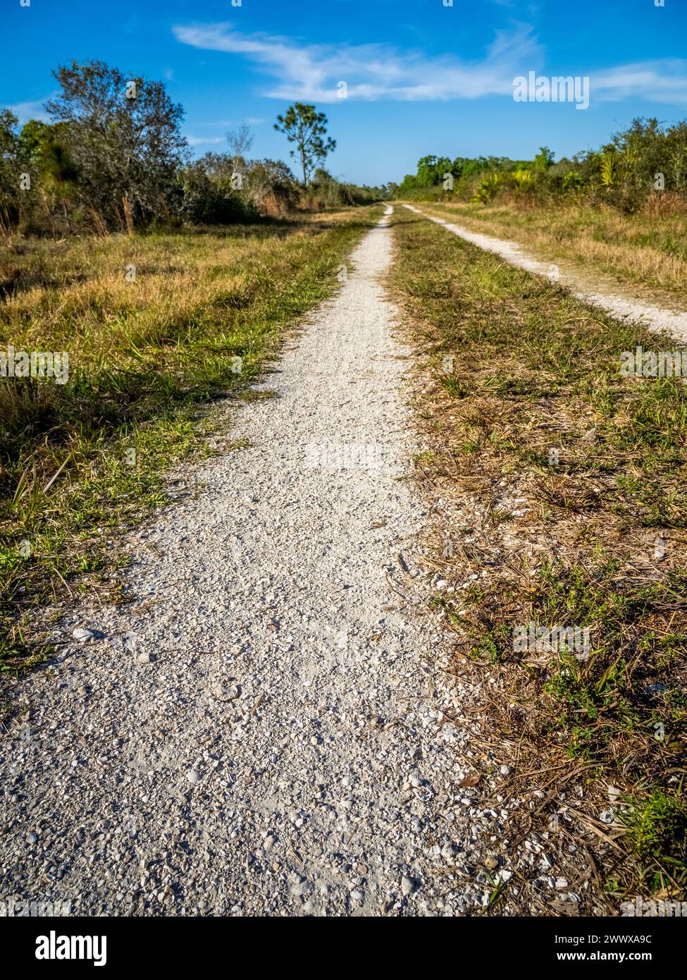 Strada primitiva nella riserva di Deer Prairie Creek a Venice, Florida, Stati Uniti Foto Stock