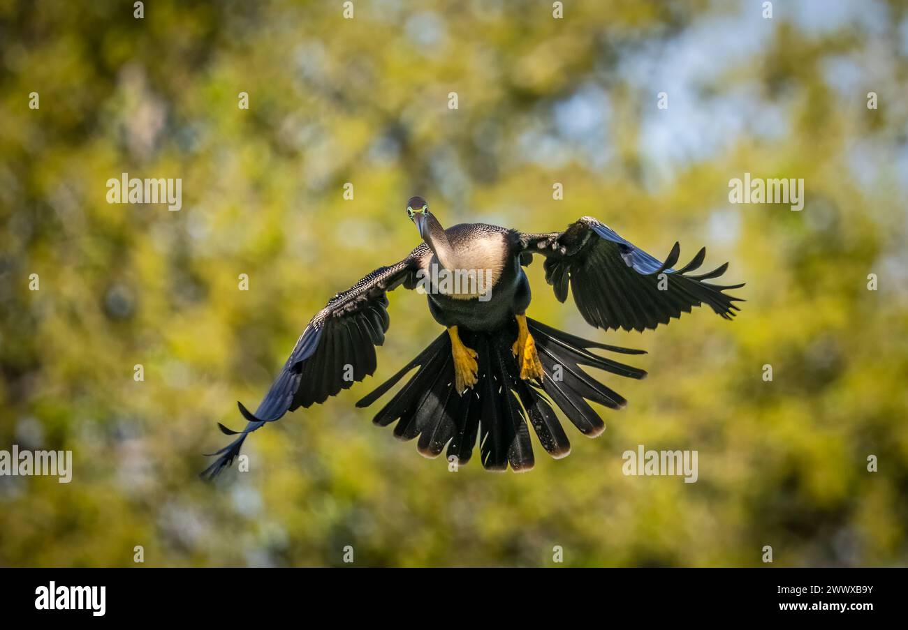 Anhinga si prepara ad atterrare al Venice Bird Rookery di Venice, Florida, USA Foto Stock