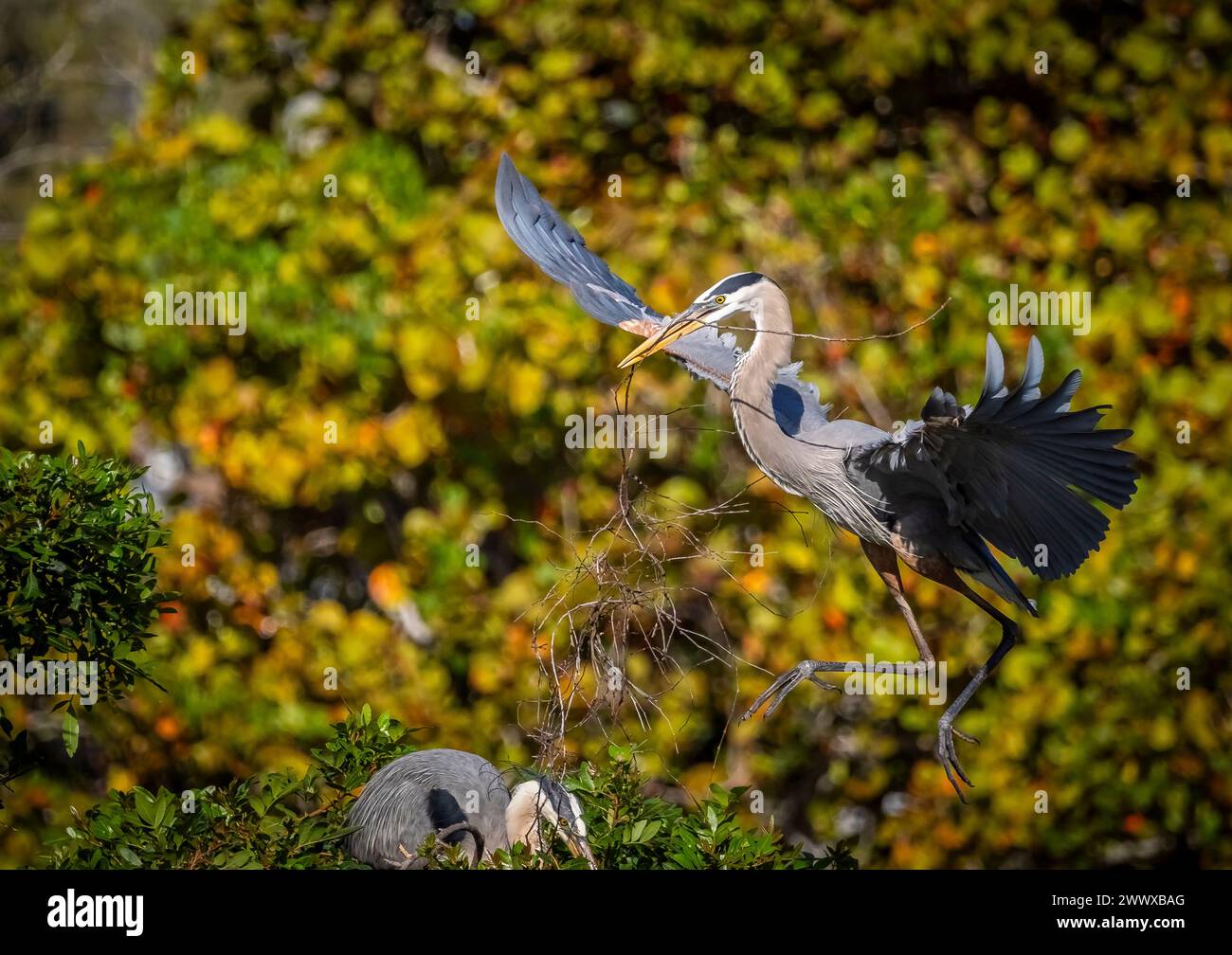 Great Blue Heron, torrioni per il nido al Venice Bird Rookery di Venice, Florida, USA Foto Stock