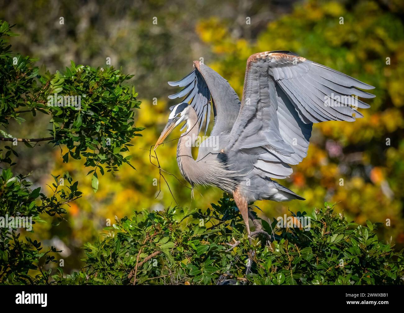 Great Blue Heron, torrioni per il nido al Venice Bird Rookery di Venice, Florida, USA Foto Stock