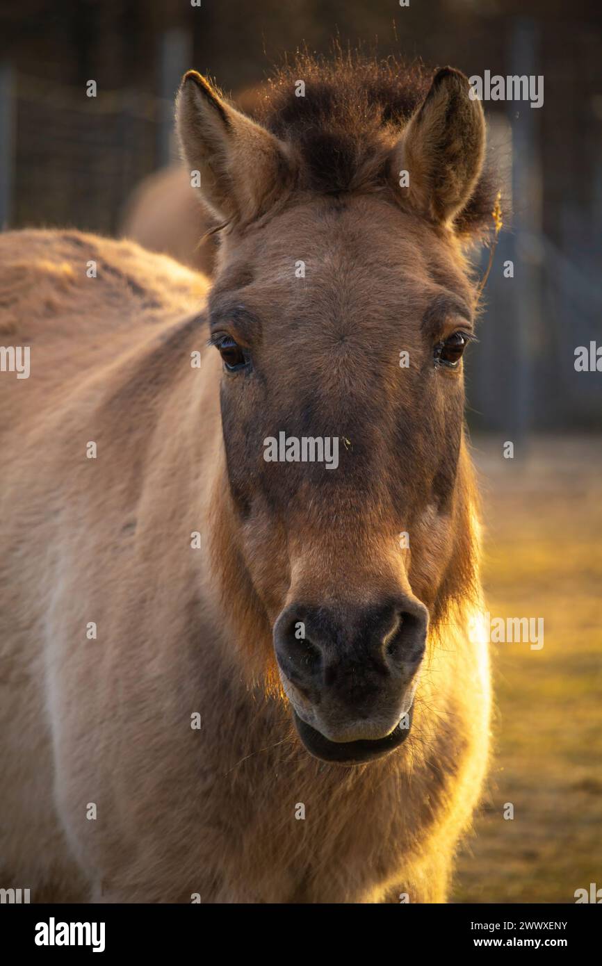 Przewalski Horse o Dzungarian Horse allo zoo. Il cavallo Przewalski è una rara sottospecie di cavallo selvatico in via di estinzione. Foto Stock