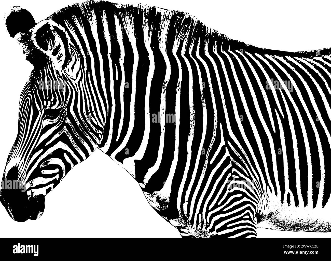 Zebra sketch, standing, profile view, close up Illustrazione Vettoriale