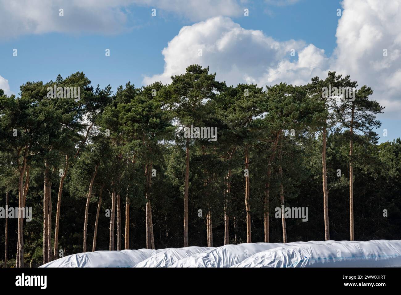 Raccolto per la produzione di bio-gas sotto copertura Butley Suffolk UK Foto Stock