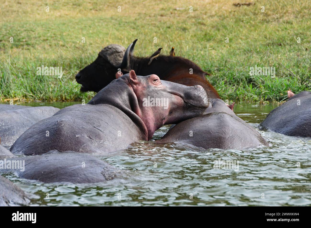 Gruppo ippopotamus africano, Hippopotamus amphibus, nell’acqua, bufalo, Syncerus caffer, dietro. fauna selvatica. Safari in Uganda. Foto Stock