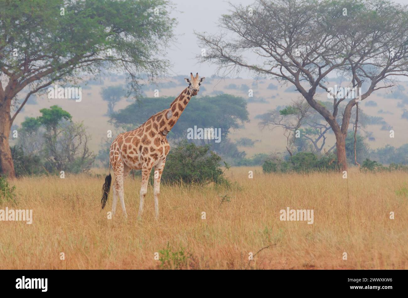 Giraffa africana, giraffa camelopardalis, nella savana. fauna selvatica. Safari in Uganda. Foto Stock