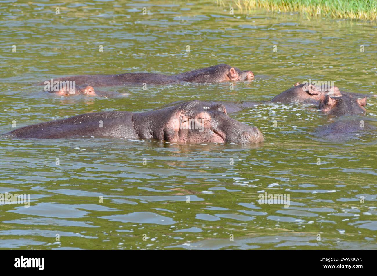 Gruppo di ippopotami africani, ippopotamo anfibo, in acqua, fauna selvatica. Safari in Uganda. Foto Stock