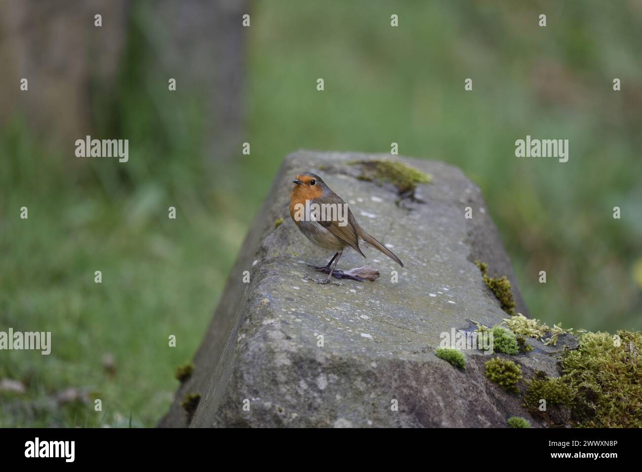 European Robin (erithacus rubecula) in piedi a sinistra su cemento rivestito di muschio, testa inclinata verso la telecamera, su uno sfondo di Green Woodland, Regno Unito Foto Stock