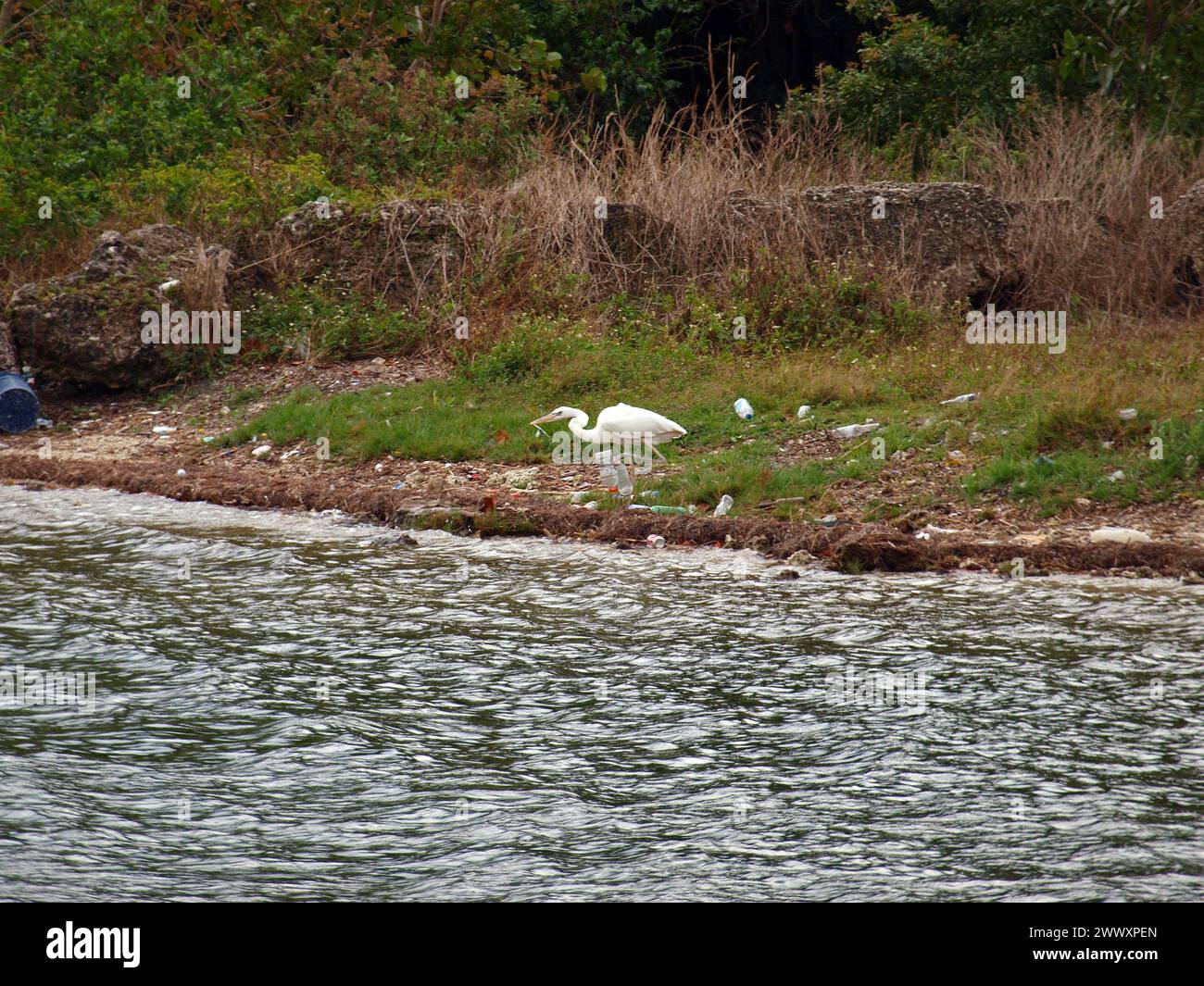 Airone bianco impigliato nella spazzatura di plastica nel sud della Florida. Coste contaminate. Foto Stock