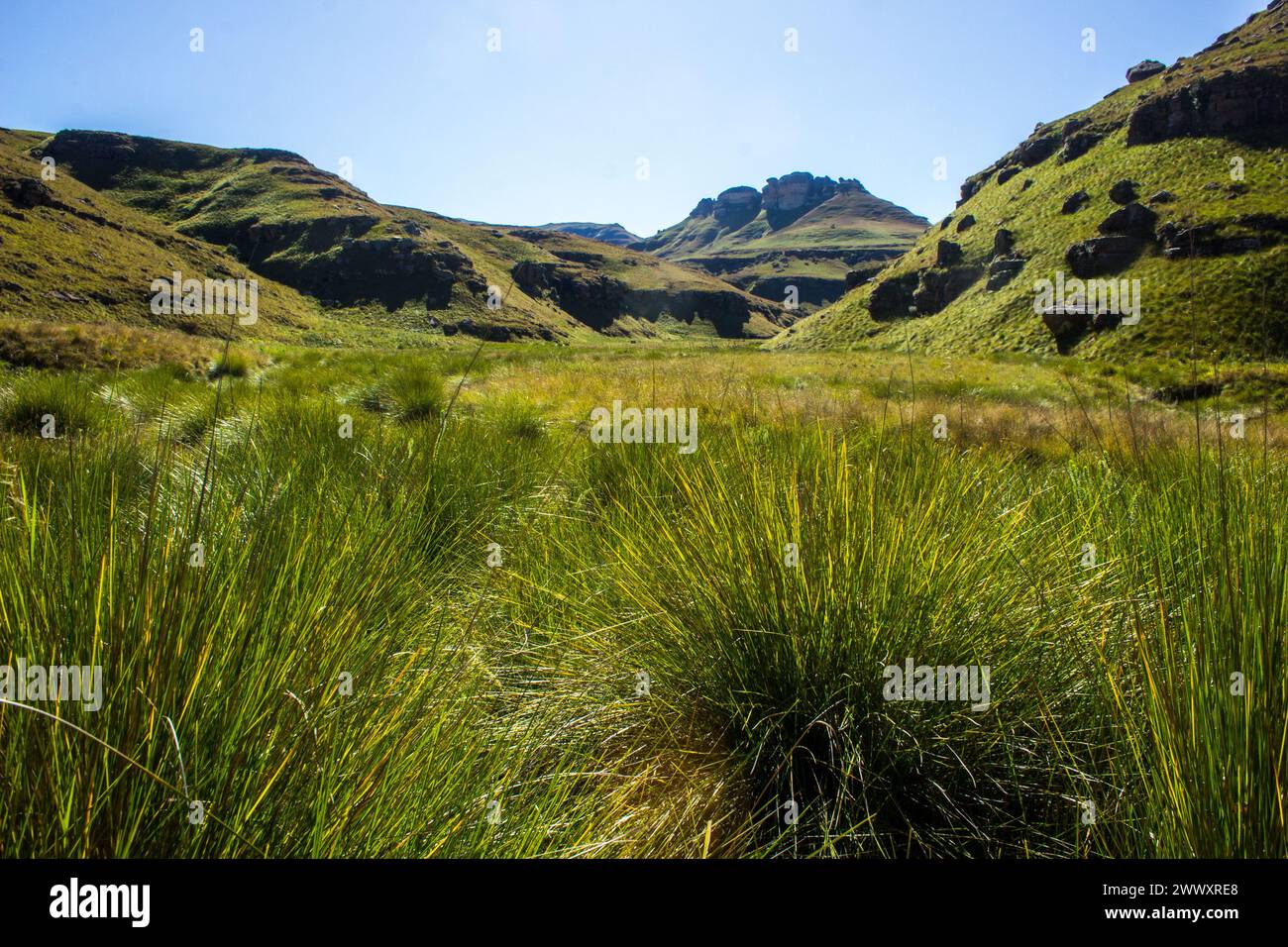 Affacciato su una valle piena di alte erbe di Tussock nelle remote zone dei Monti Drakensberg in Sud Africa Foto Stock