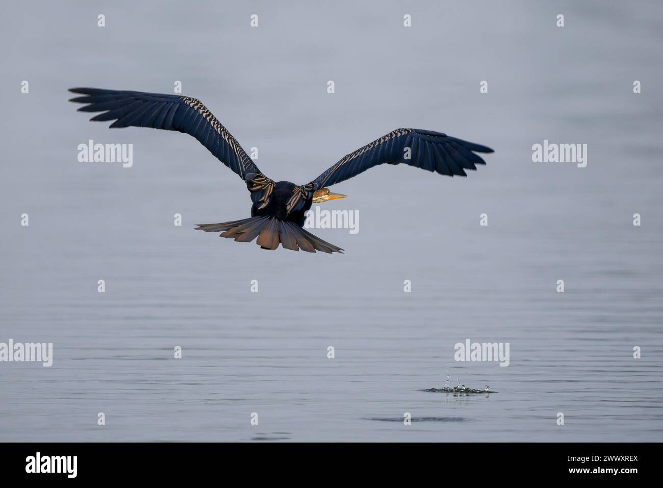 Oriental Darter - Anhinga melanogaster, splendido uccello speciale con collo lungo proveniente da laghi e fiumi del sud-est asiatico, riserva delle tigri di Nagarahole, India. Foto Stock