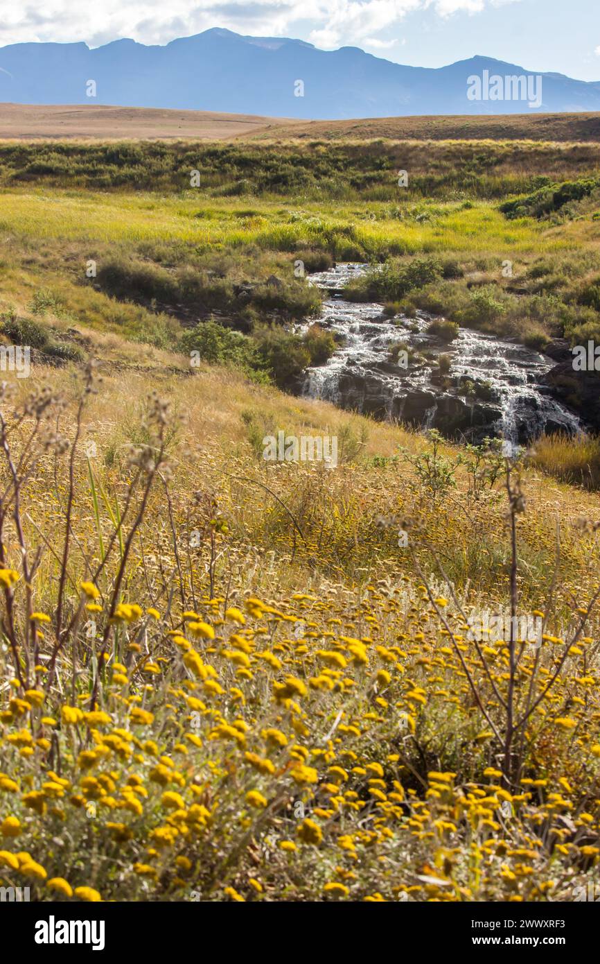 Ammira le praterie delle montagne Drakensberg ricoperte di fiori gialli con una piccola cascata e lontane montagne blu sullo sfondo. Foto Stock