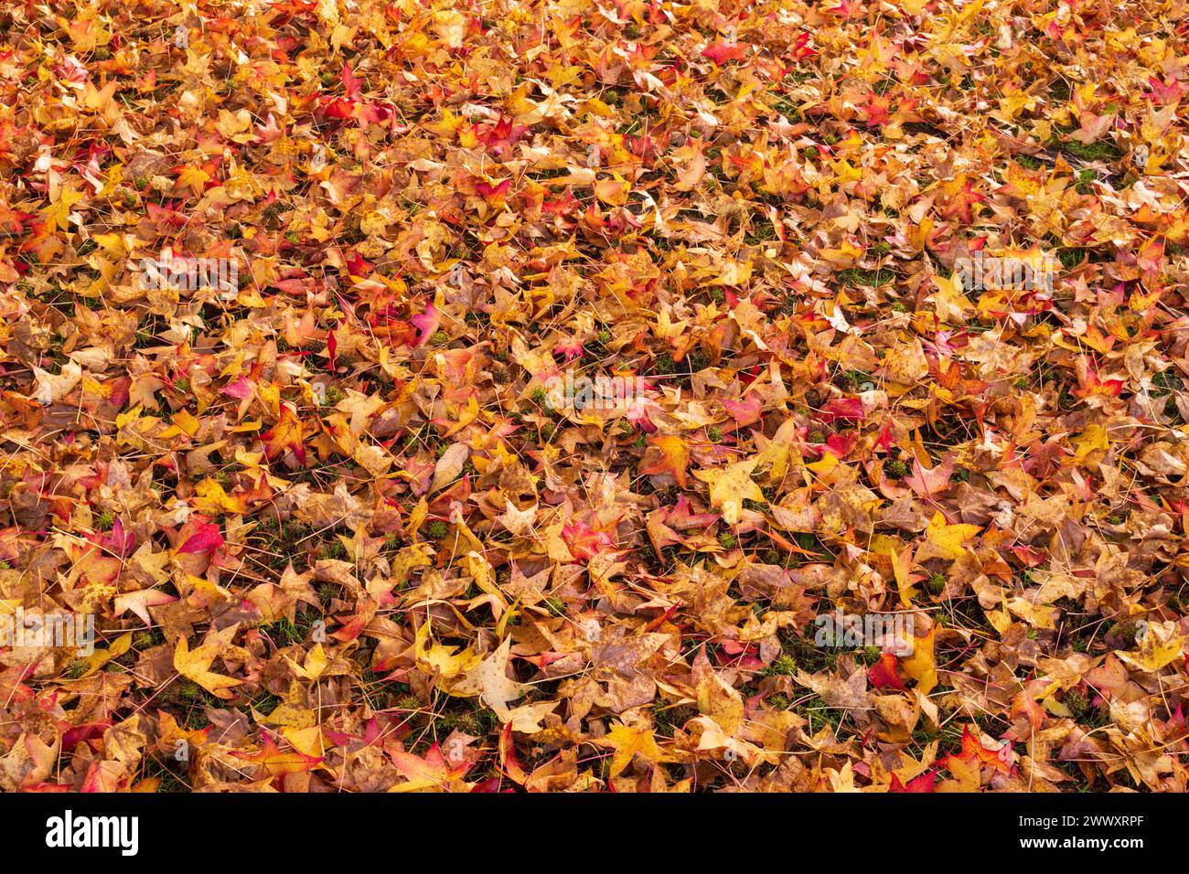 Foglie di autunno giacente a terra Foto Stock