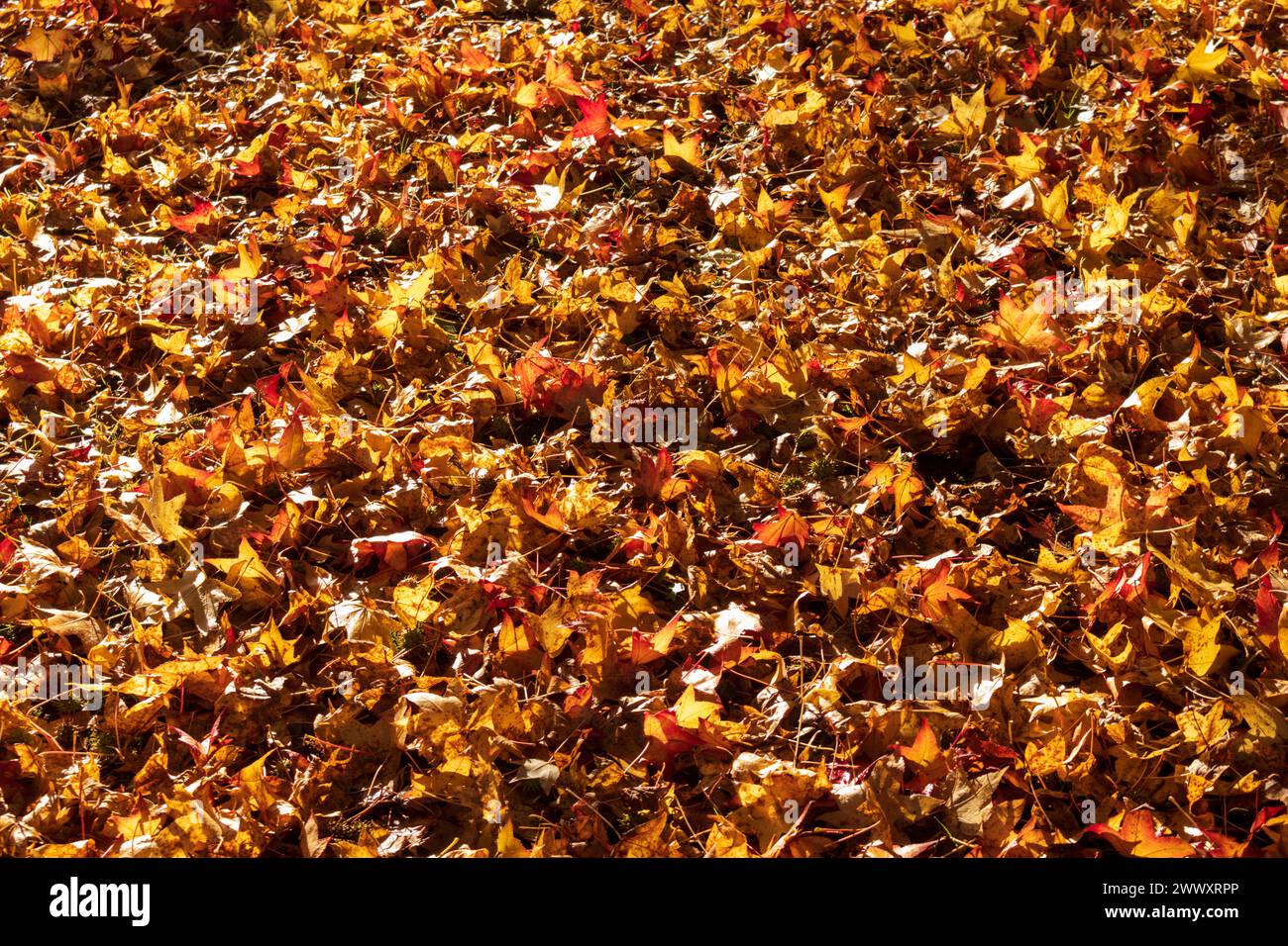 Foglie di autunno giacente a terra Foto Stock